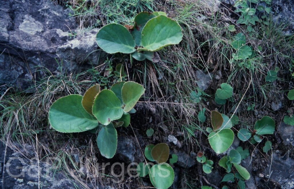 Nepal 2001 463 ergebnis ergebnis