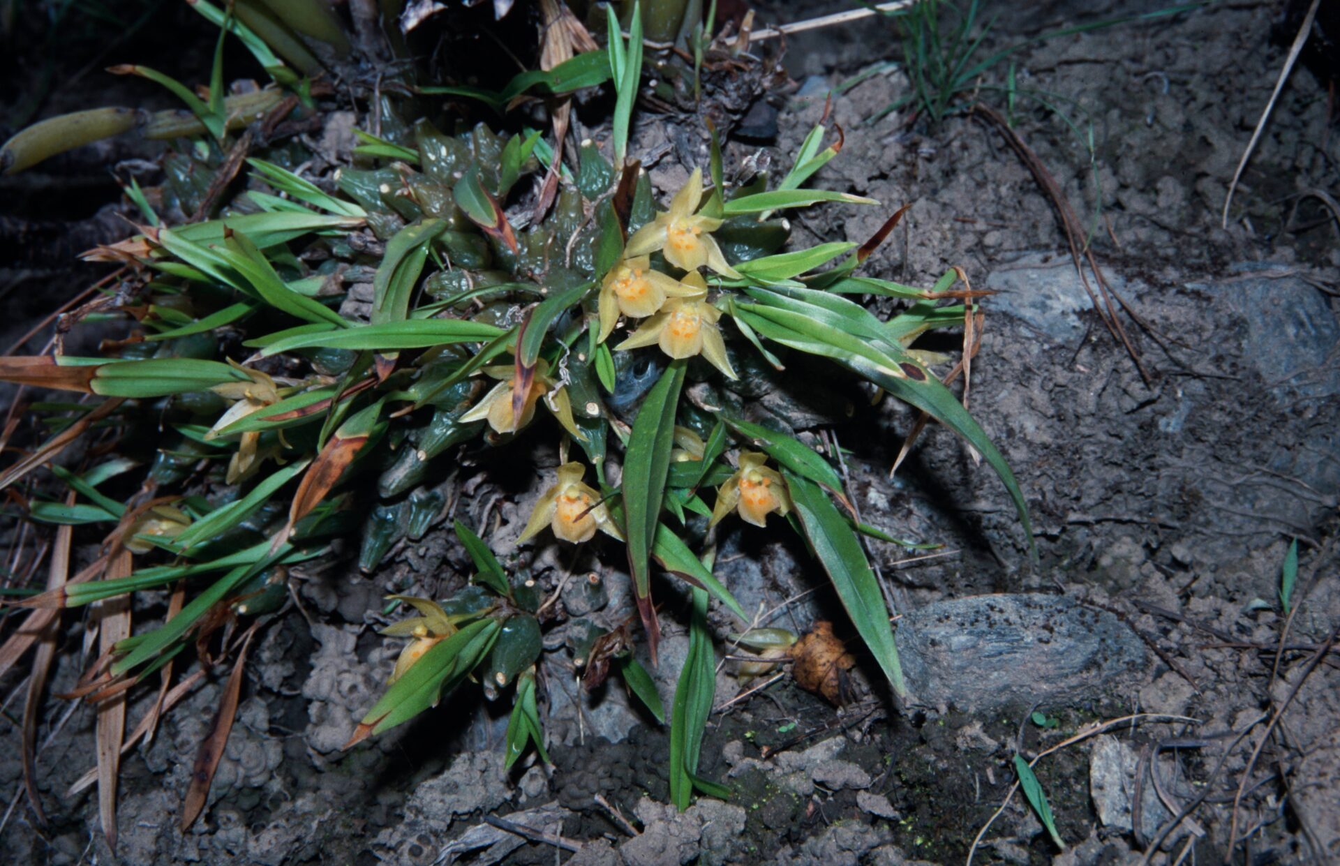 Coelogyne uniflora — Orchideaceae