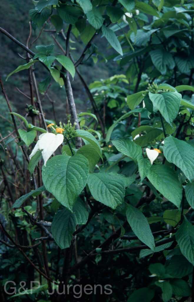 Nepal 2001 468 ergebnis ergebnis