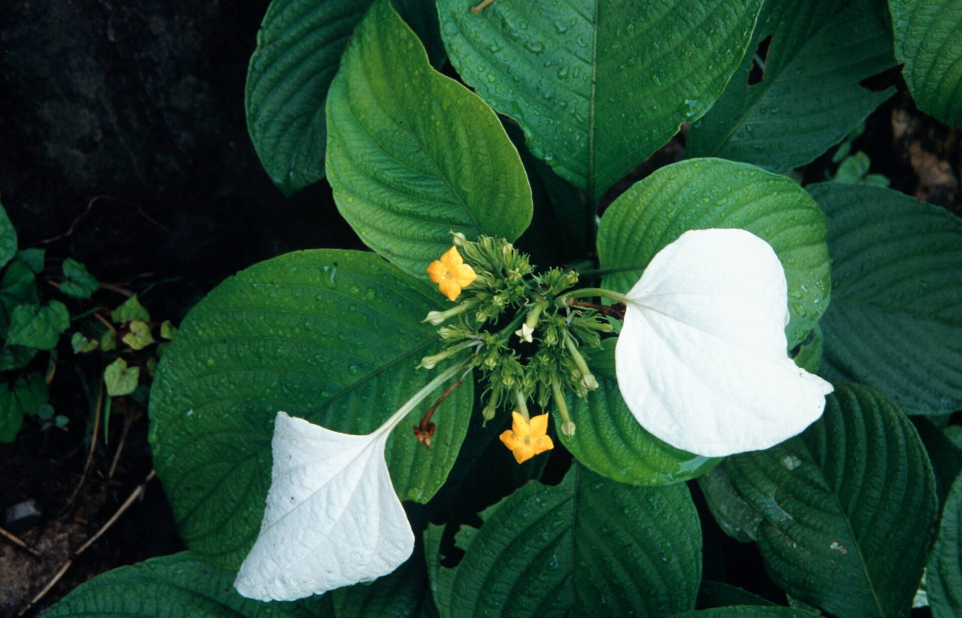 Mussaenda glabra — Rubiaceae