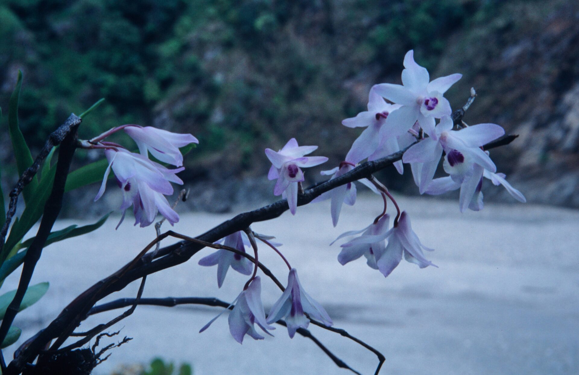 Dendrobium transparens — Orchideaceae