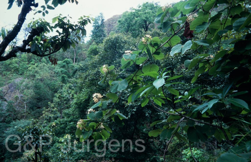 Nepal 2001 476 ergebnis ergebnis
