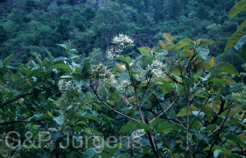 Nepal 2001 488 ergebnis ergebnis
