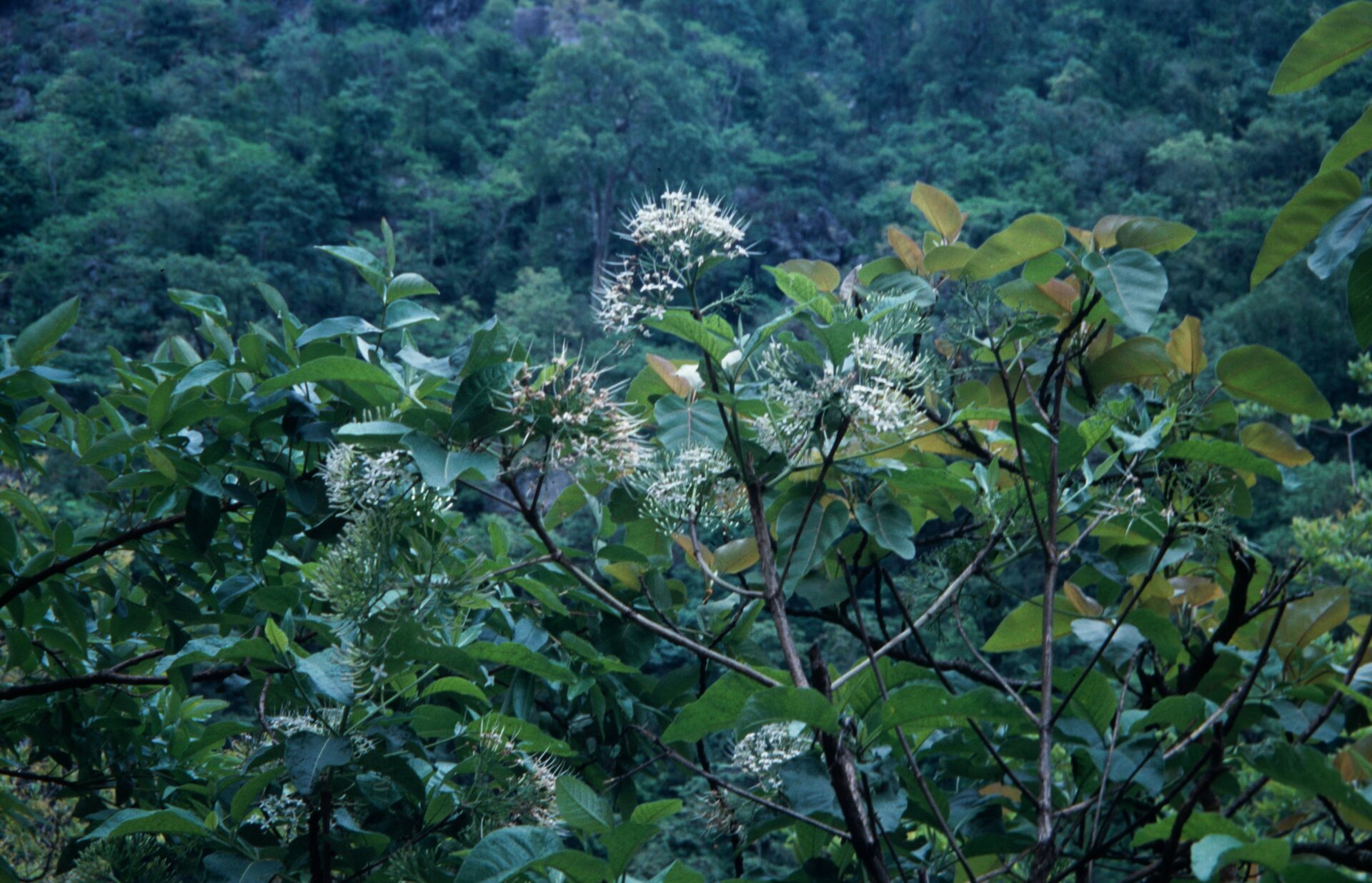 Pavetta tomentosa var. Glabrescens — Rubiaceae