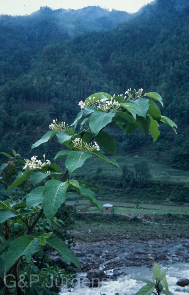 Nepal 2001 503 ergebnis ergebnis