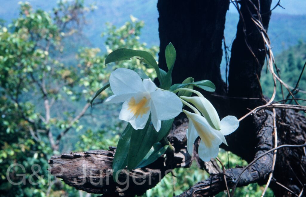 Nepal 2001 507 ergebnis ergebnis