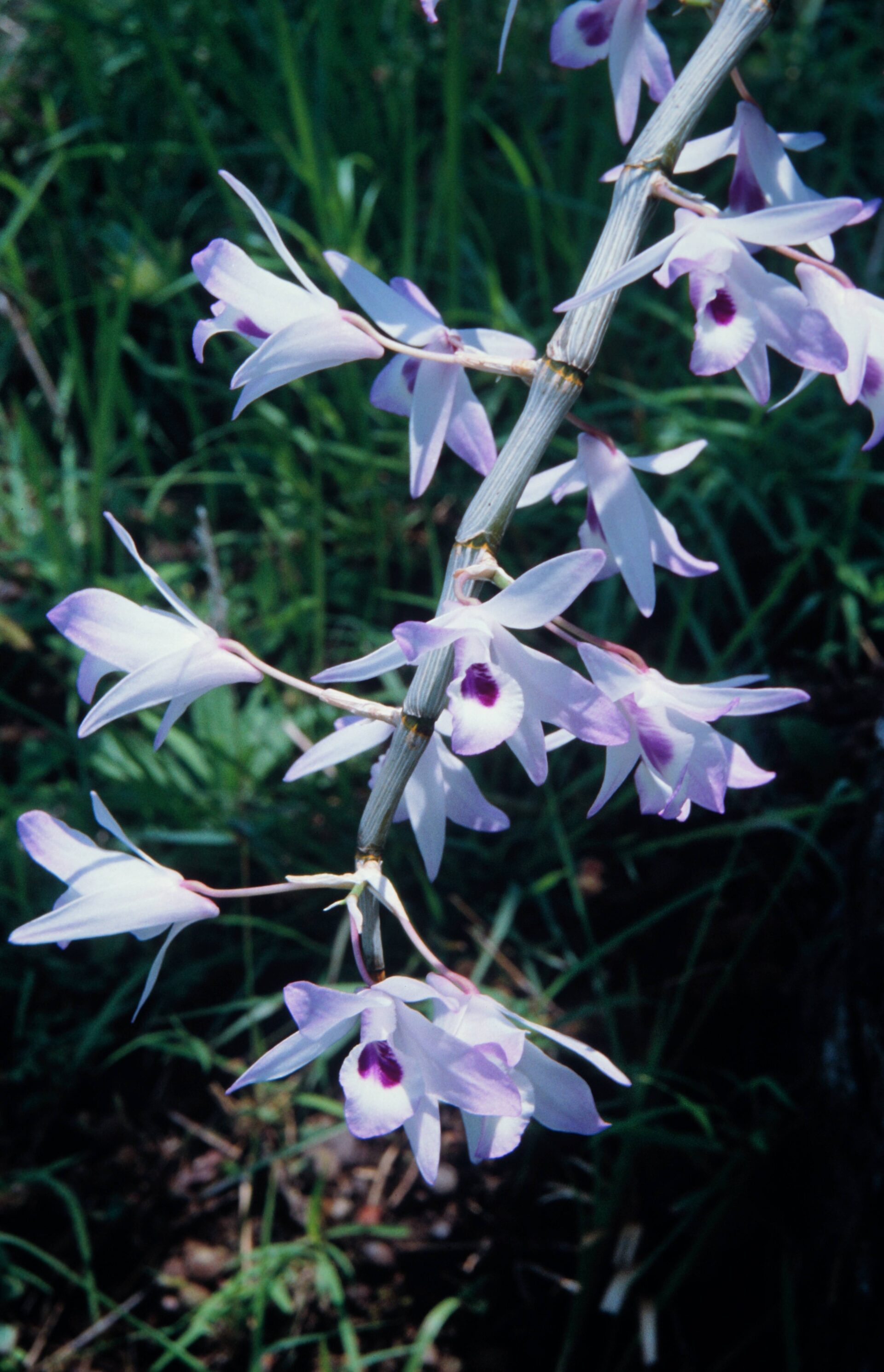 Dendrobium formosum — Orchideaceae