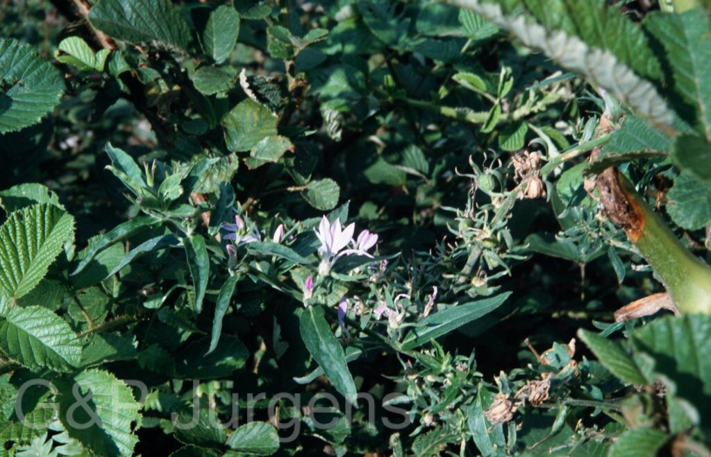 Nepal 2001 514 ergebnis ergebnis