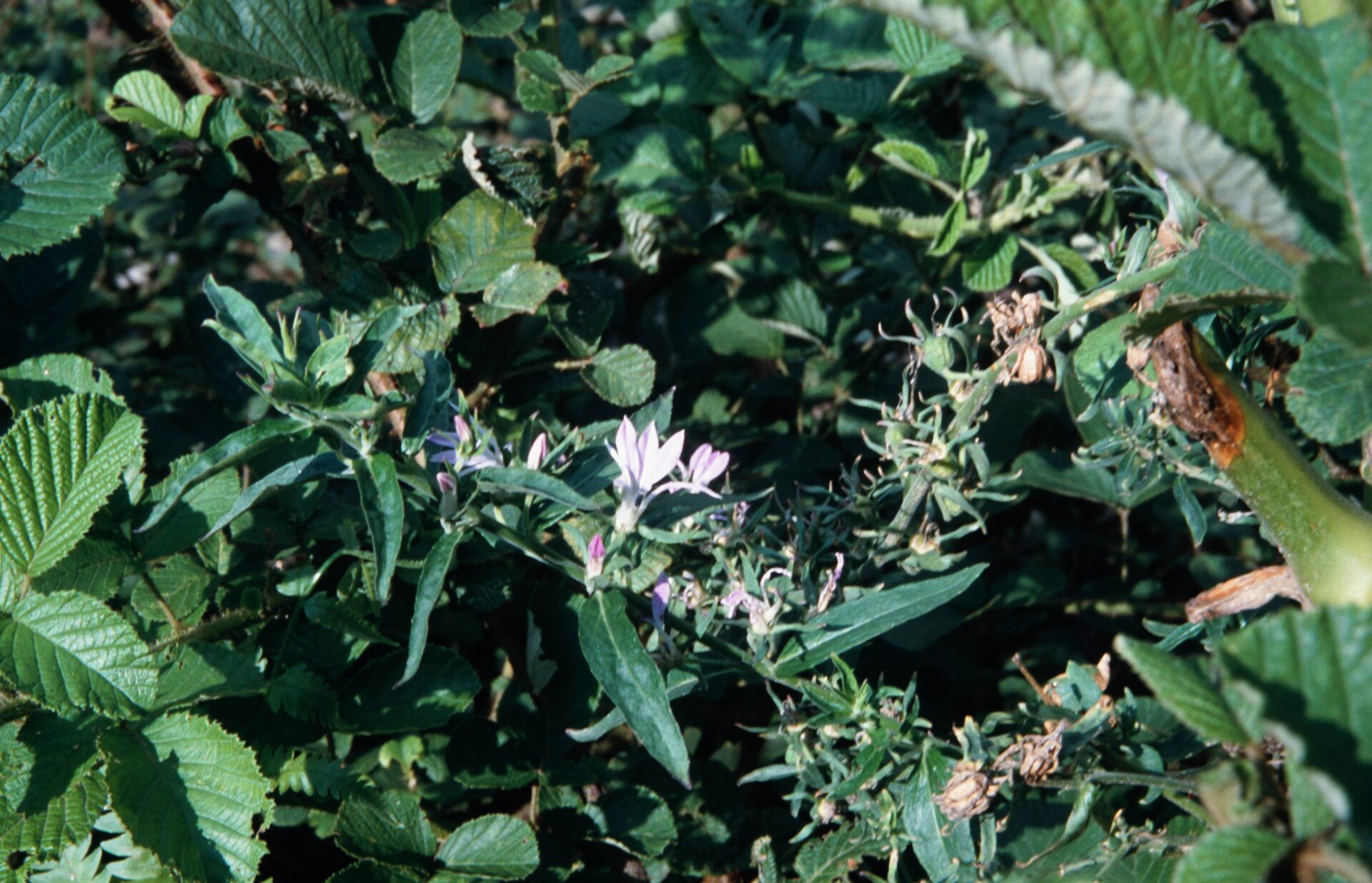 Lobelia rosea — Campanulaceae