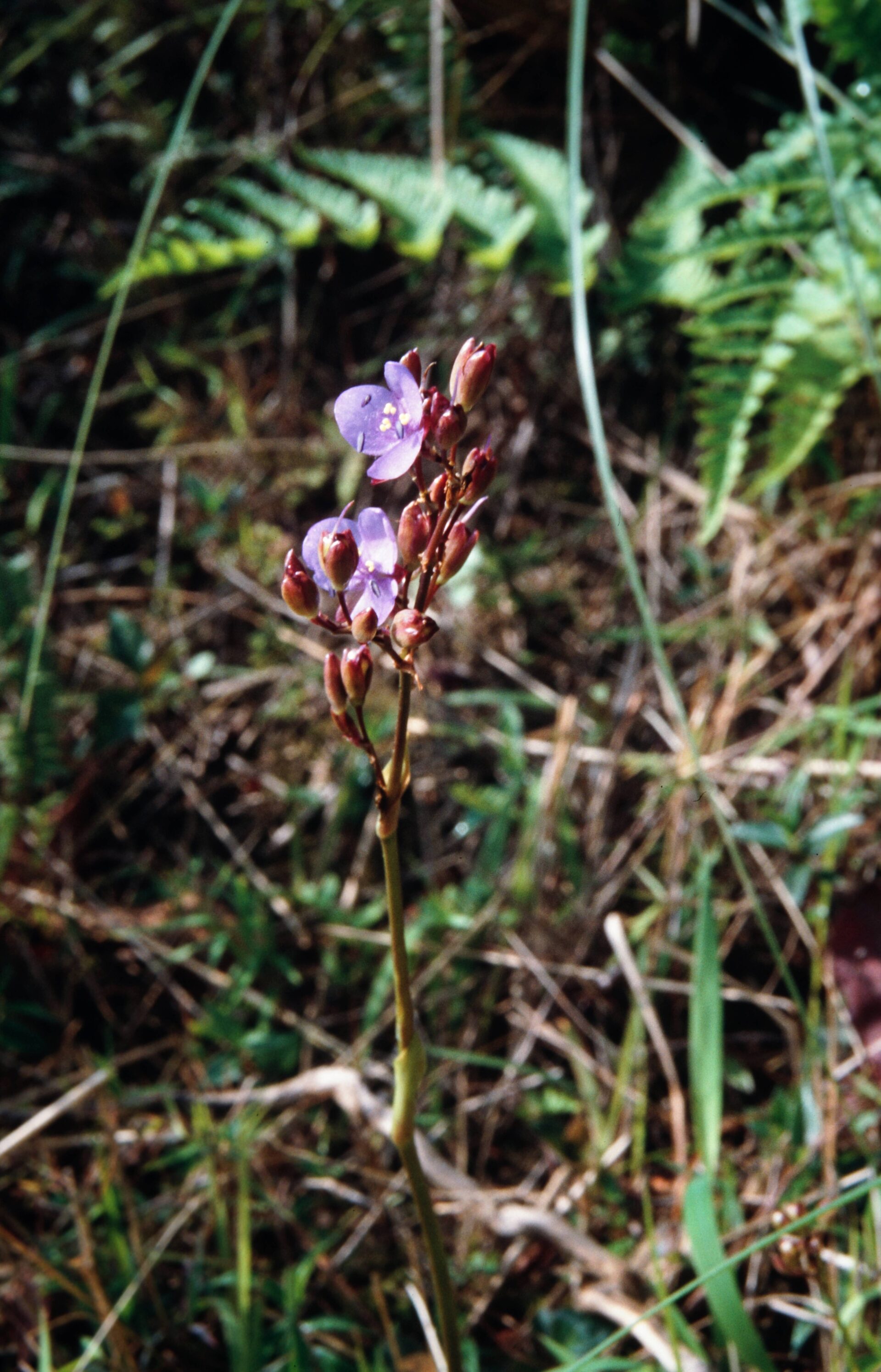 Murdannia edulis — Commelinaceae