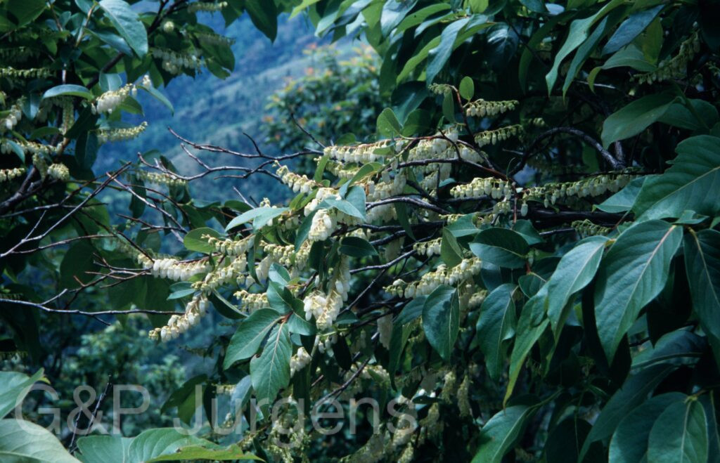 Nepal 2001 521 ergebnis ergebnis