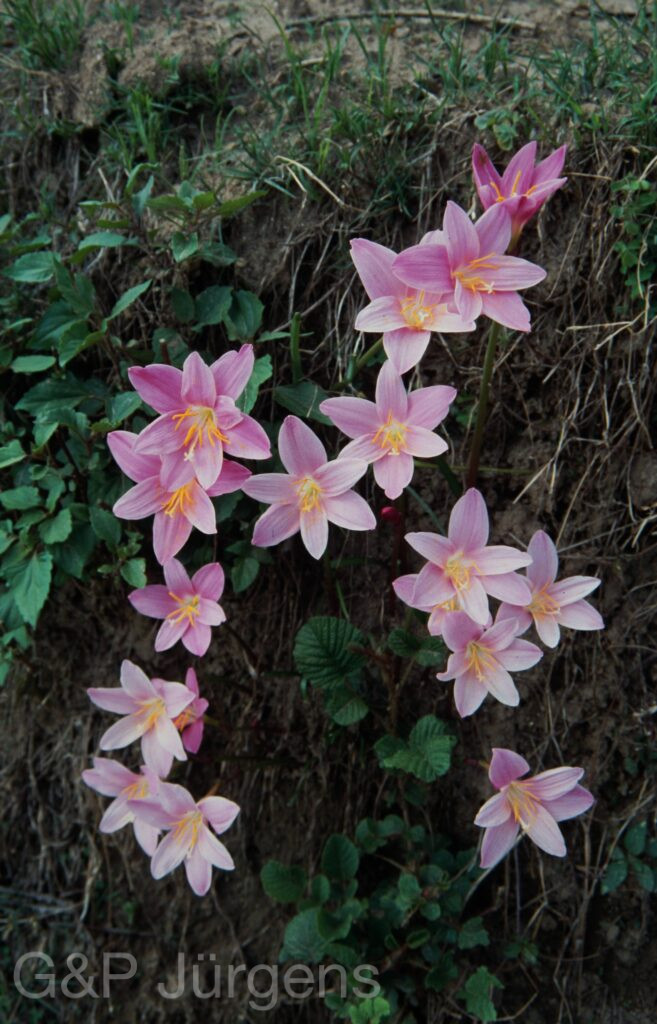 Nepal 2001 60 ergebnis ergebnis
