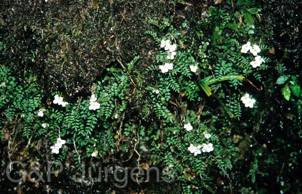 Nepal 2001 87 ergebnis ergebnis