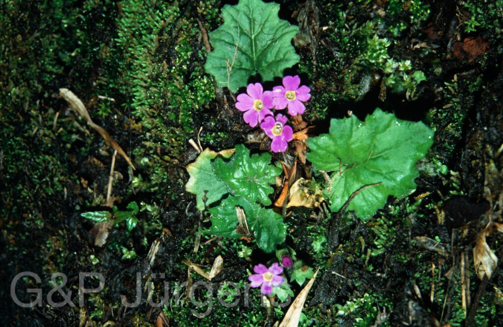 Nepal 2001 88 ergebnis ergebnis