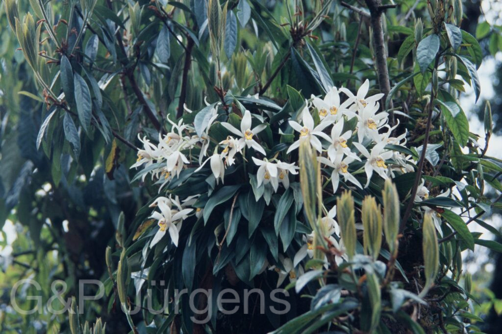 Sikkim2004 334 G595 ergebnis