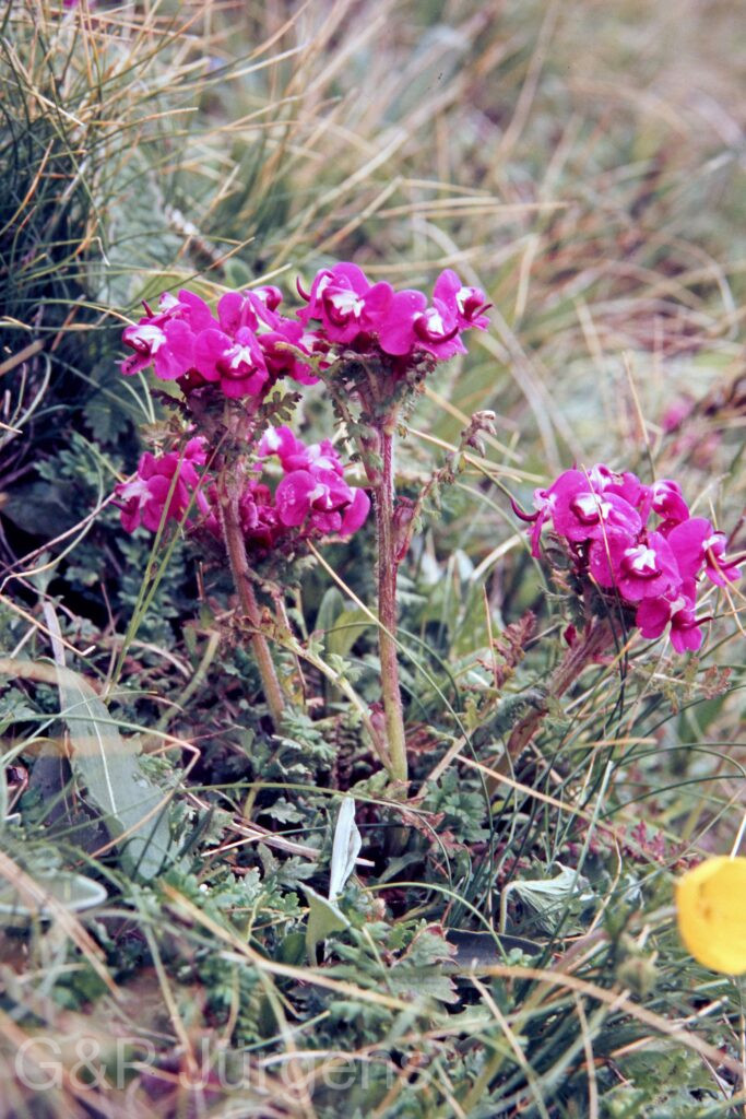Garh 07 473 ergebnis