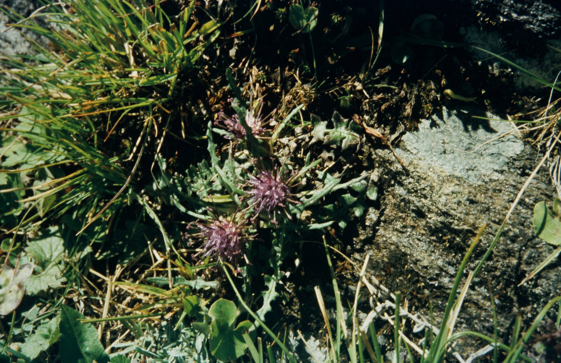 Saussurea leontodontoides — Asteraceae