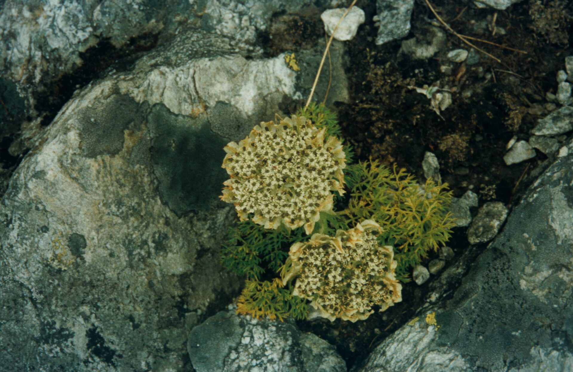 Hymenidium brunonis — Apiaceae