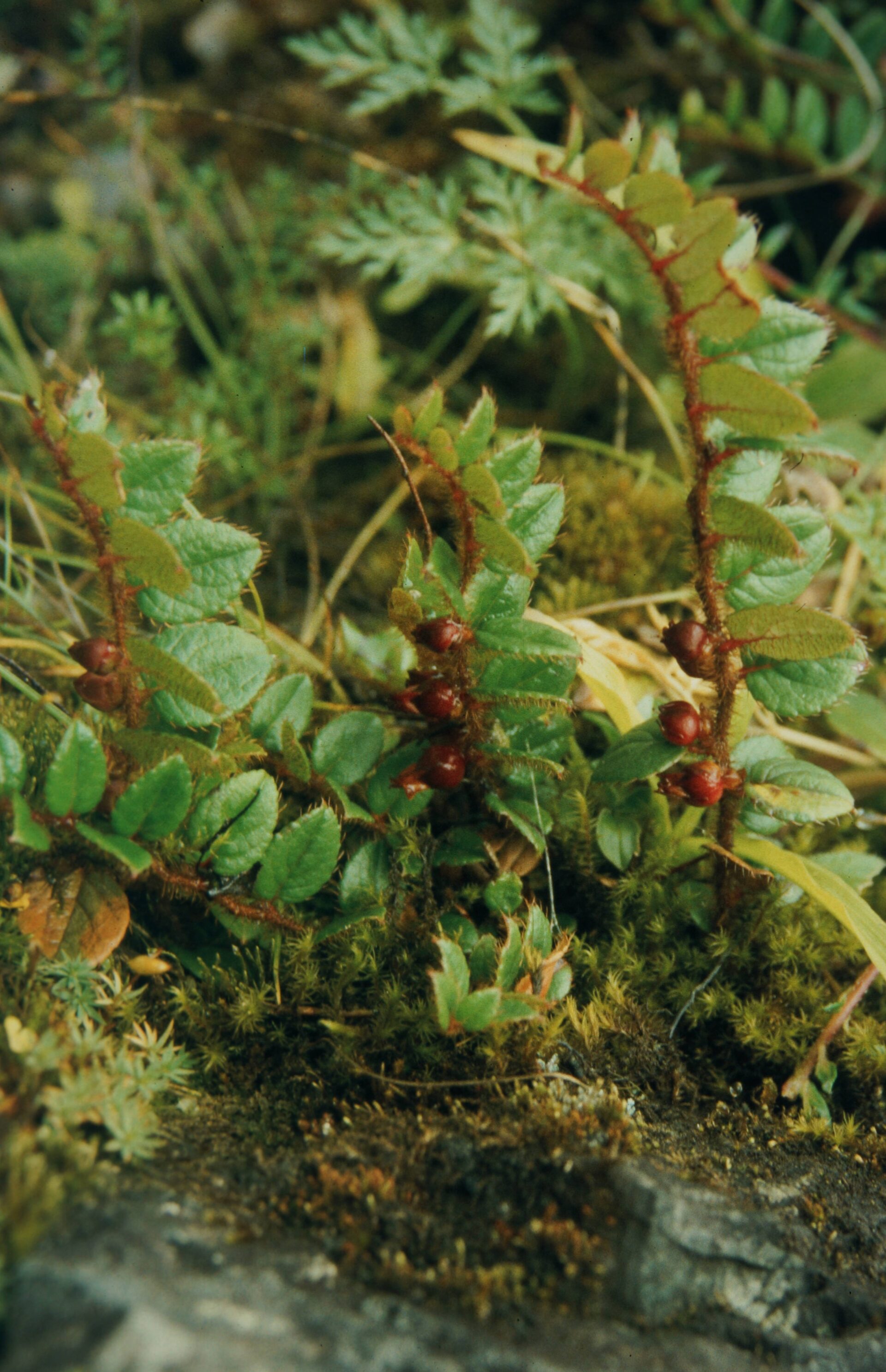 Gaultheria nummularioides — Ericaceae