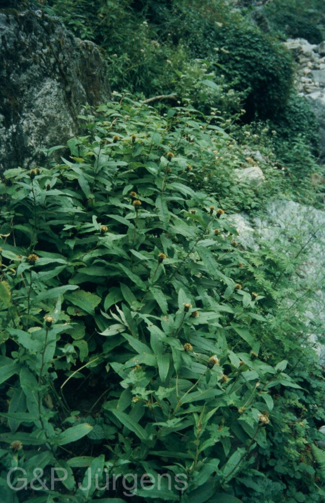 Garw 2005 170 ergebnis ergebnis