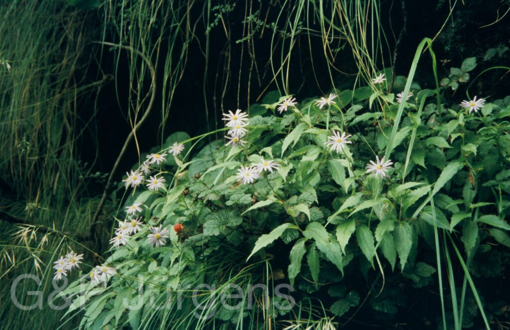 Garw 2005 171 ergebnis