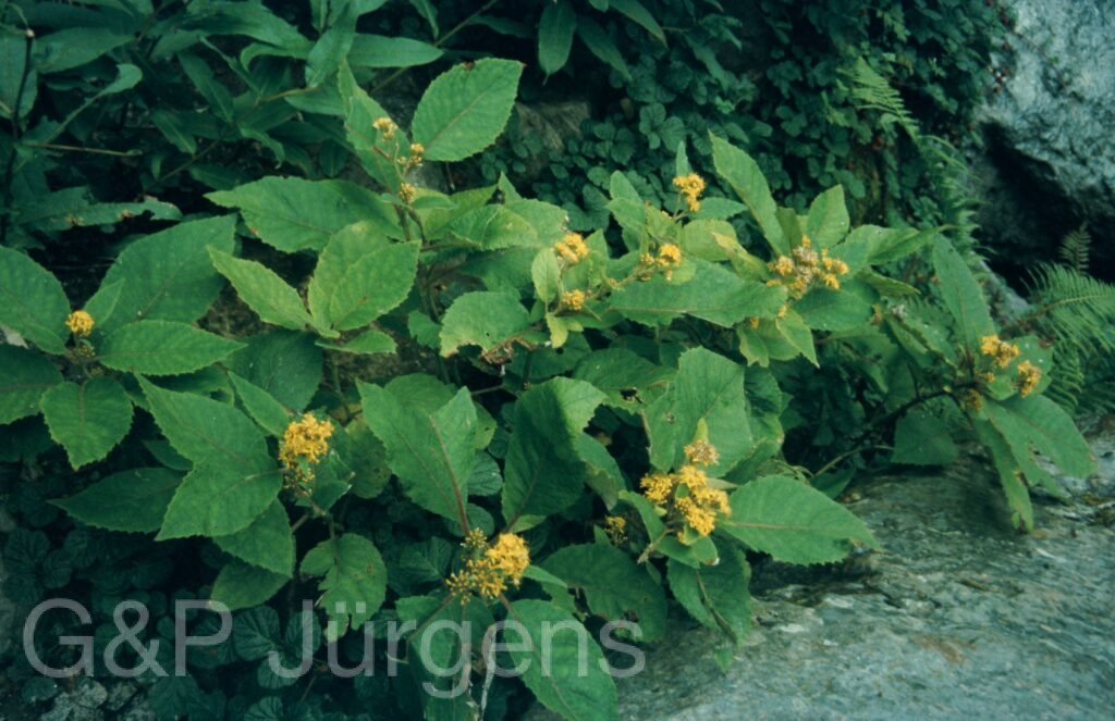 Garw 2005 172 ergebnis ergebnis