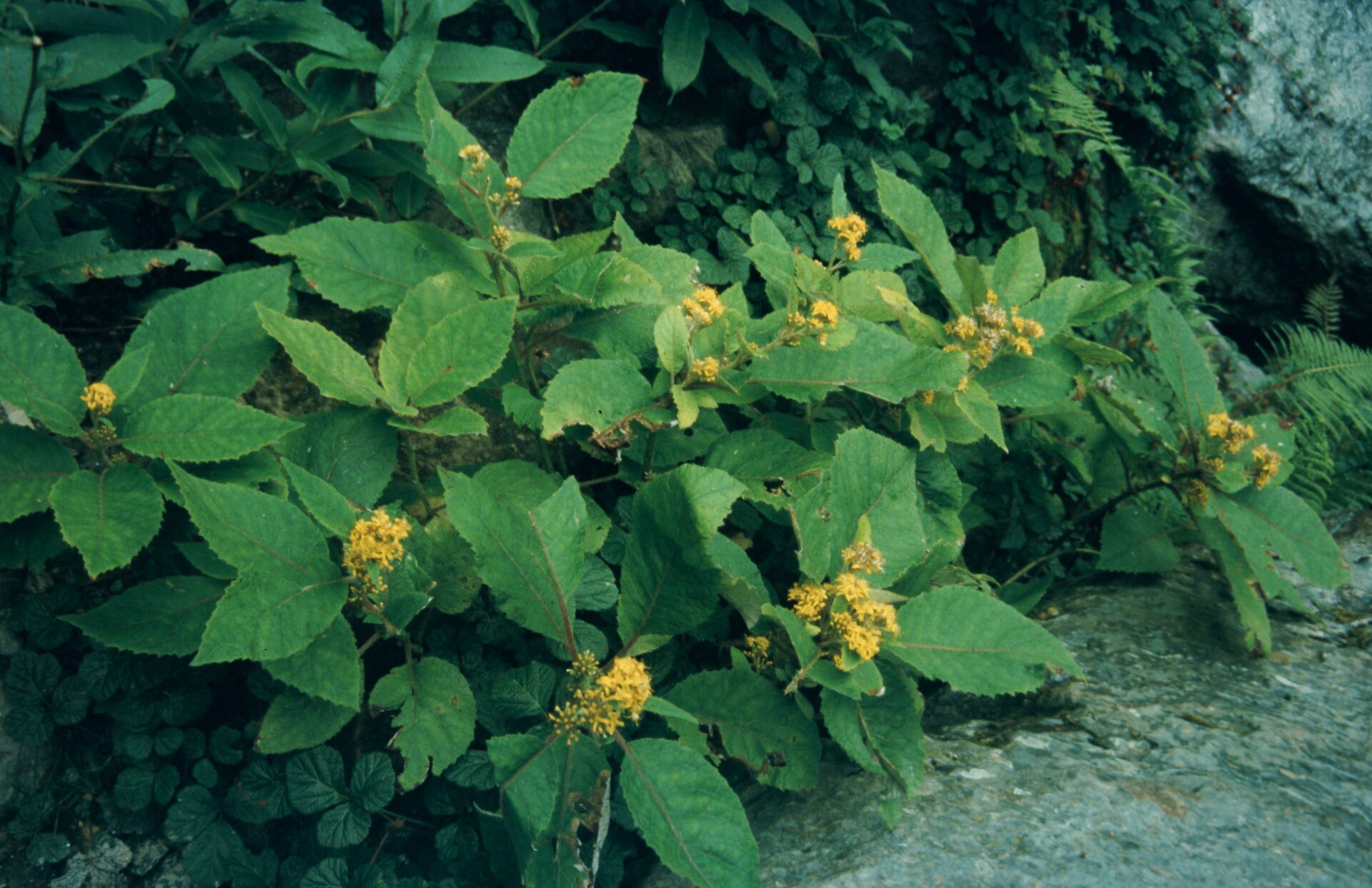 Synotis alata — Asteraceae