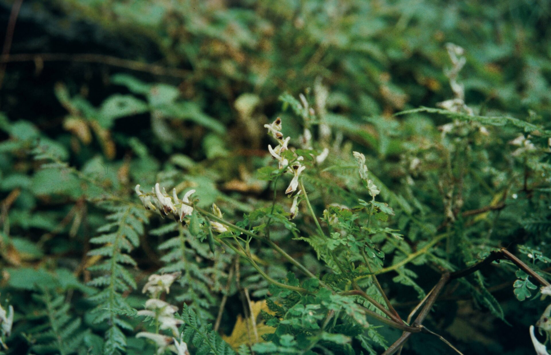 Corydalis casimiriana — Papaveraceae