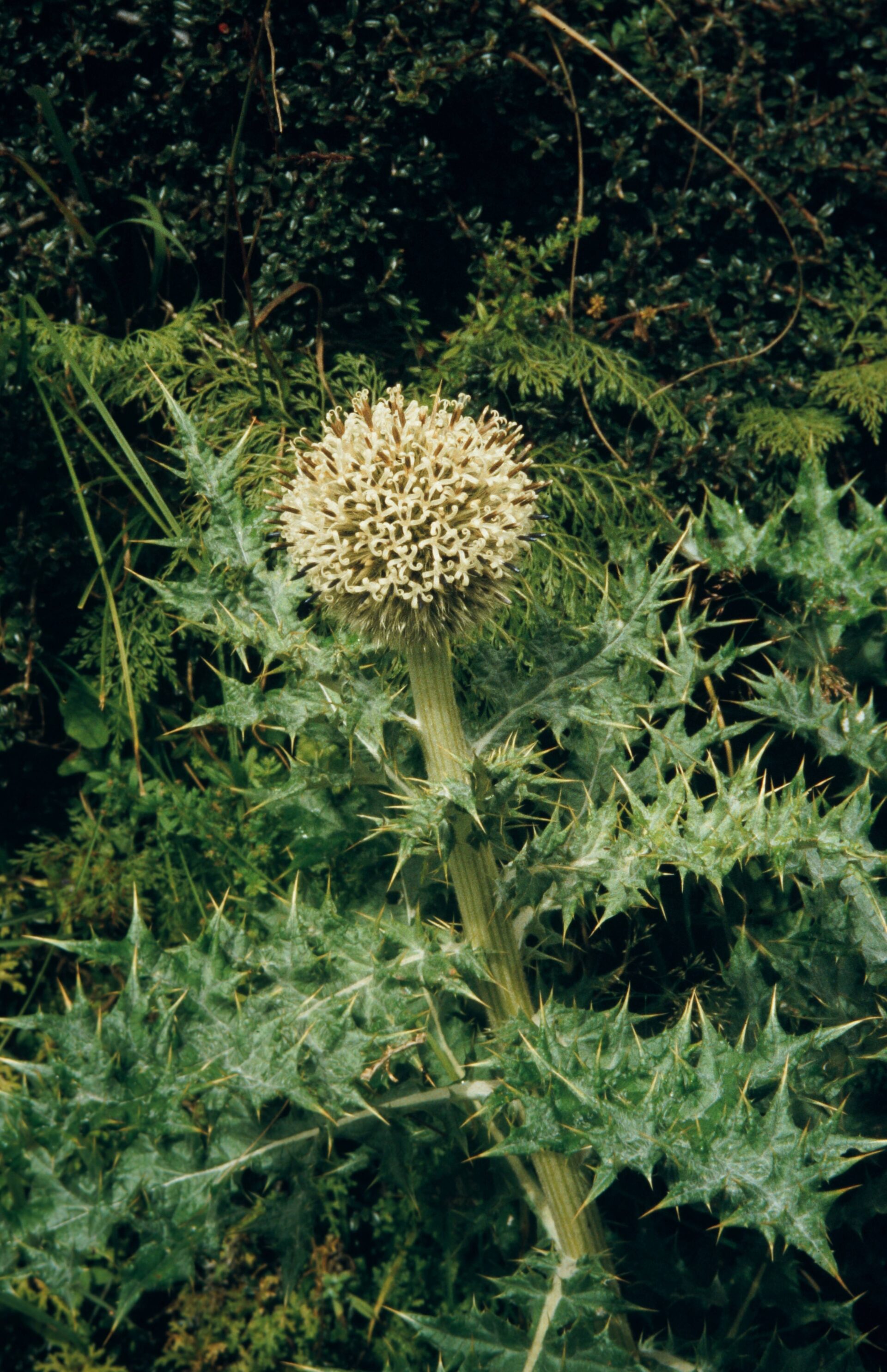 Echinops cornigerus — Asteraceae