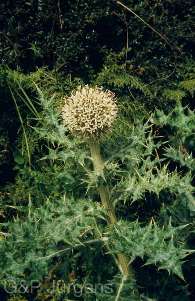 Garw 2005 182 ergebnis ergebnis