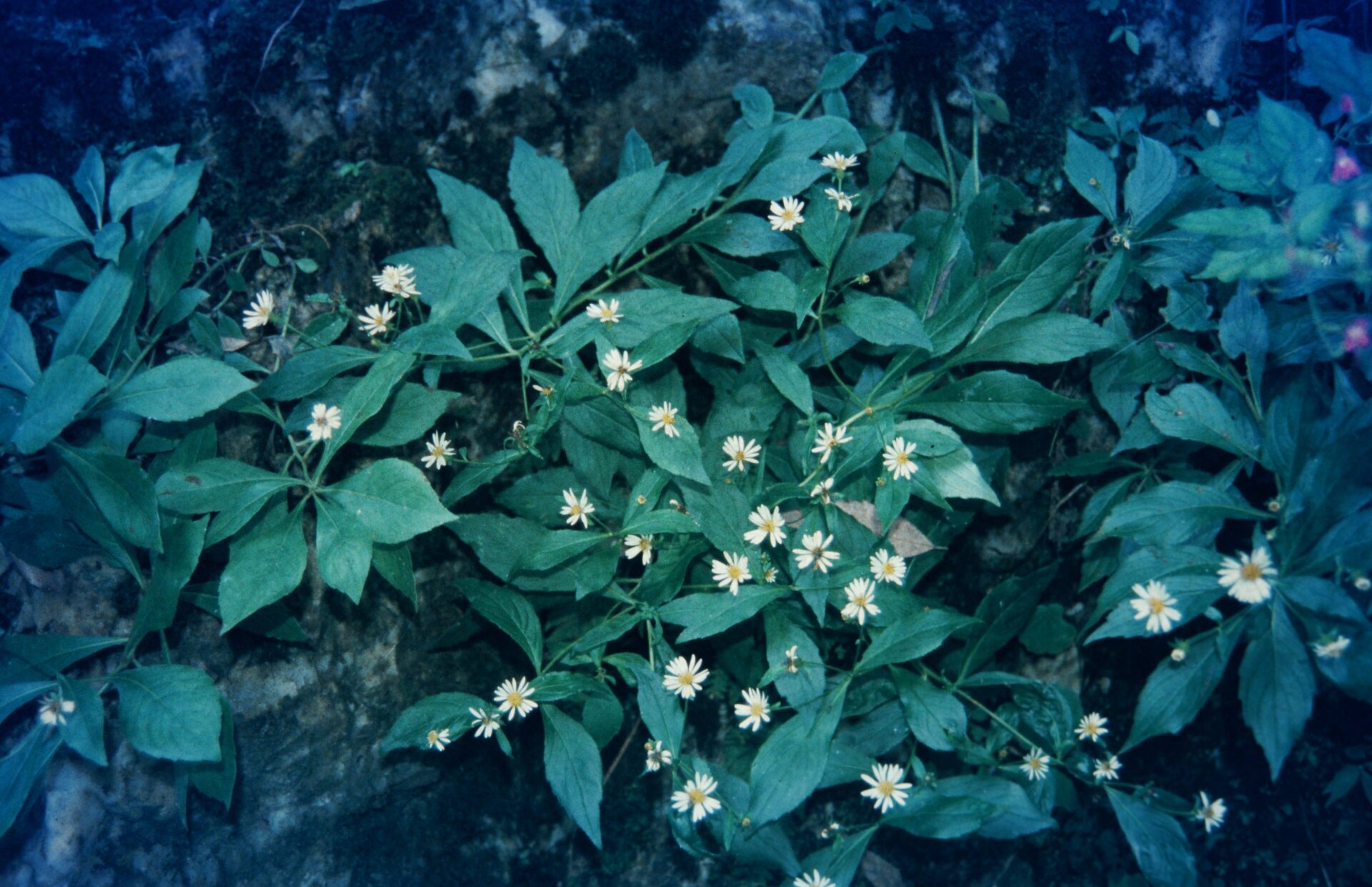 Aster peduncularis — Asteraceae