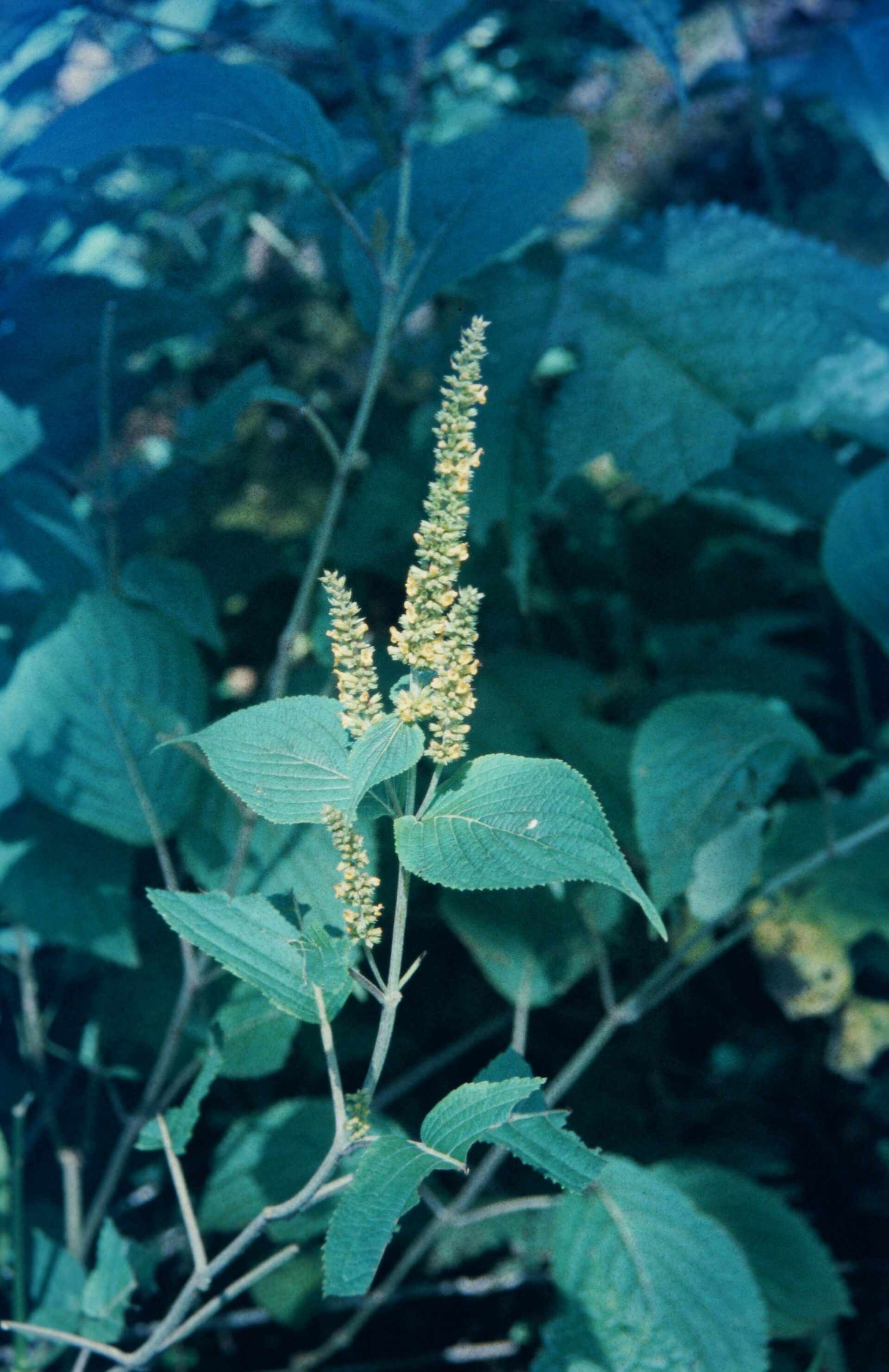 Elsholtzia flava — Lamiaceae