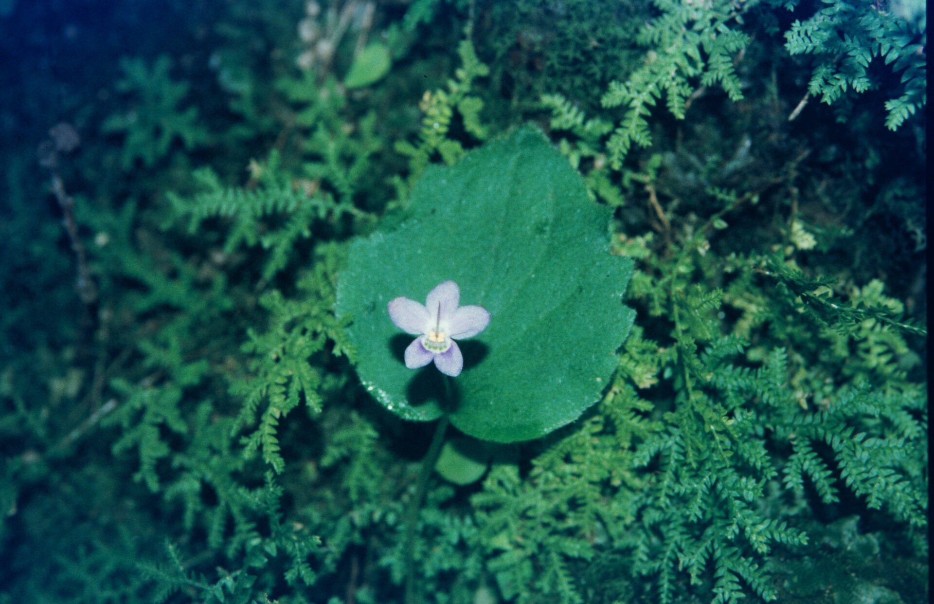 Platystemma violoides — Leptoboeinae
