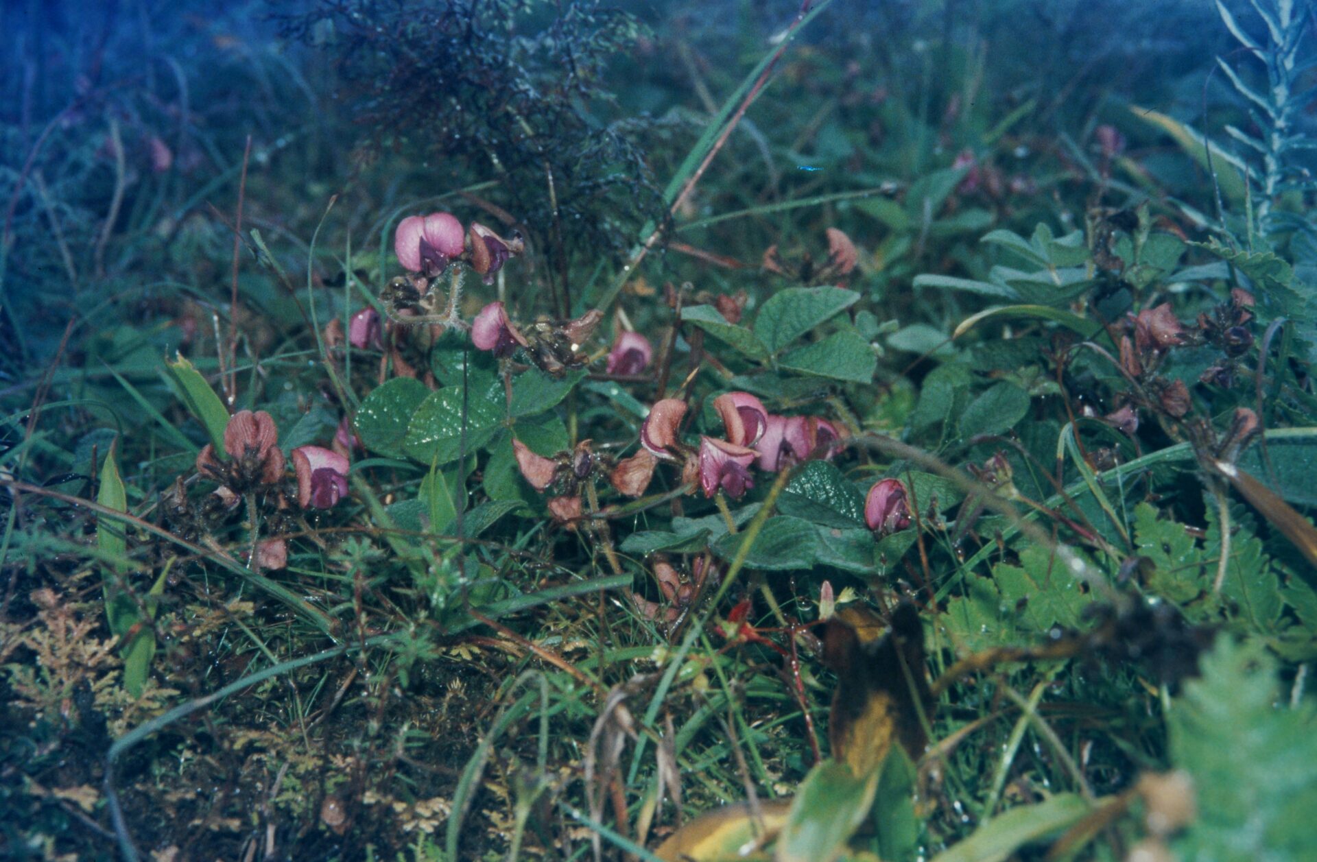 Flemingia procumbens — Fabaceae