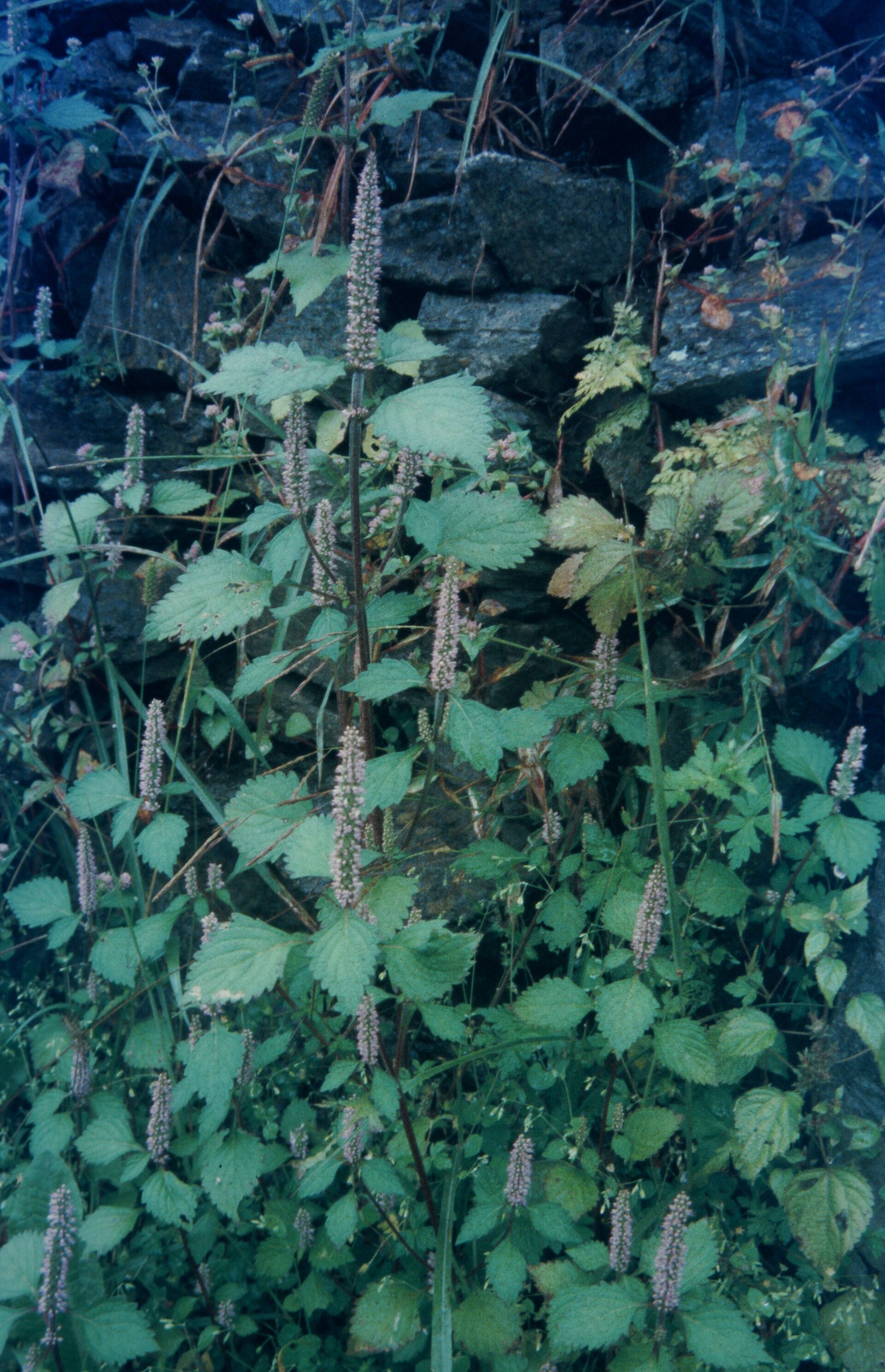 Elsholtzia pilosa — Lamiaceae