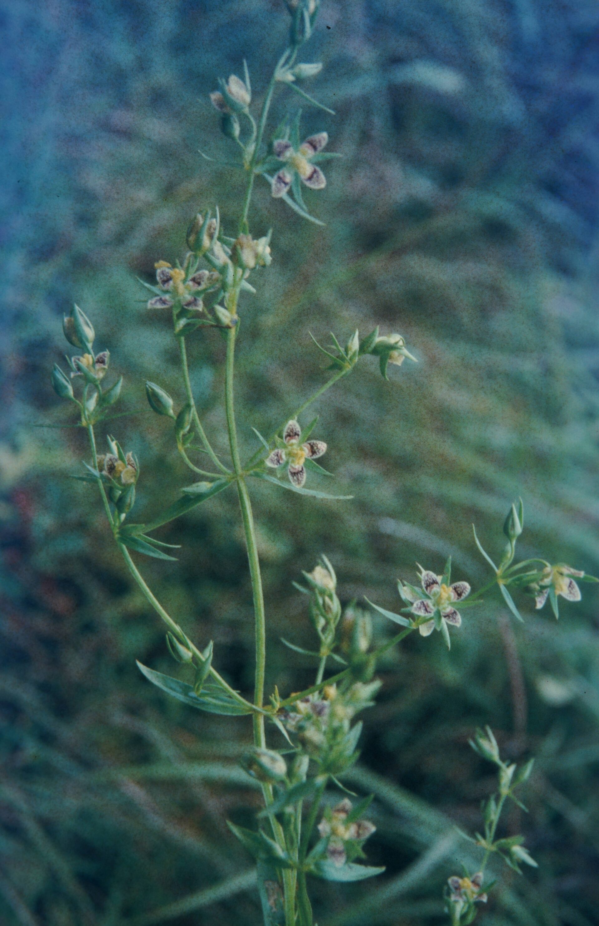Swertia nervosa — Gentianaceae