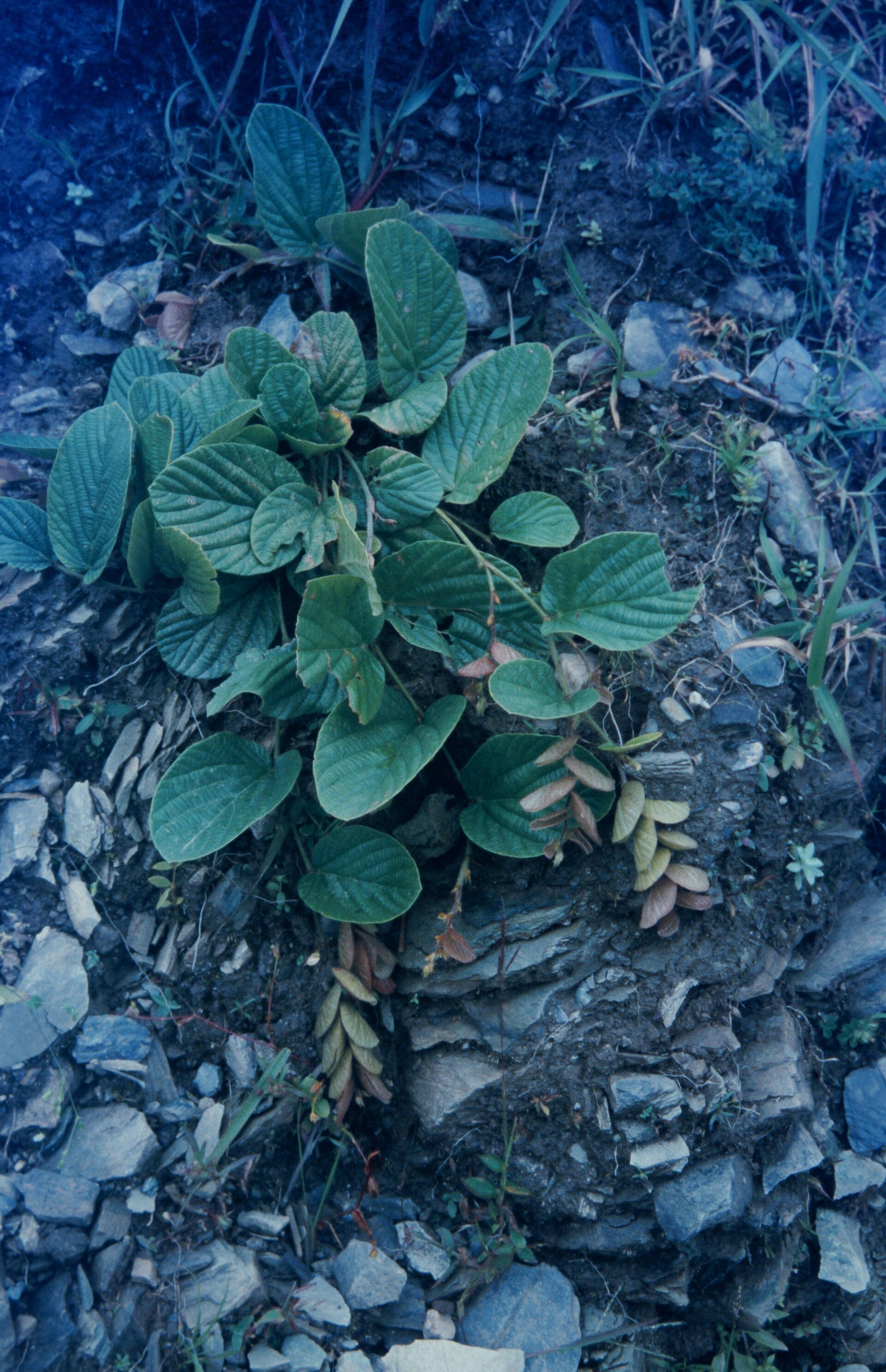 Flemingia strobilifera — Fabaceae