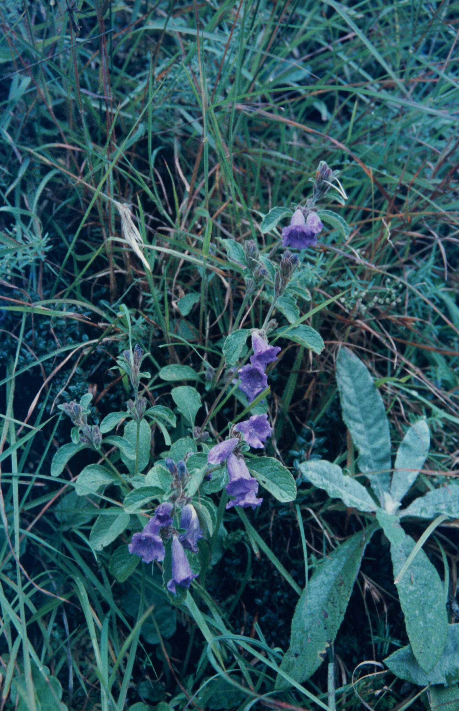 Strobilanthes atropurpurea — Acanthaceae