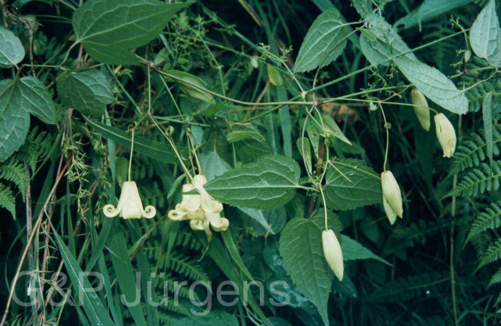 Garw 2005 251 ergebnis