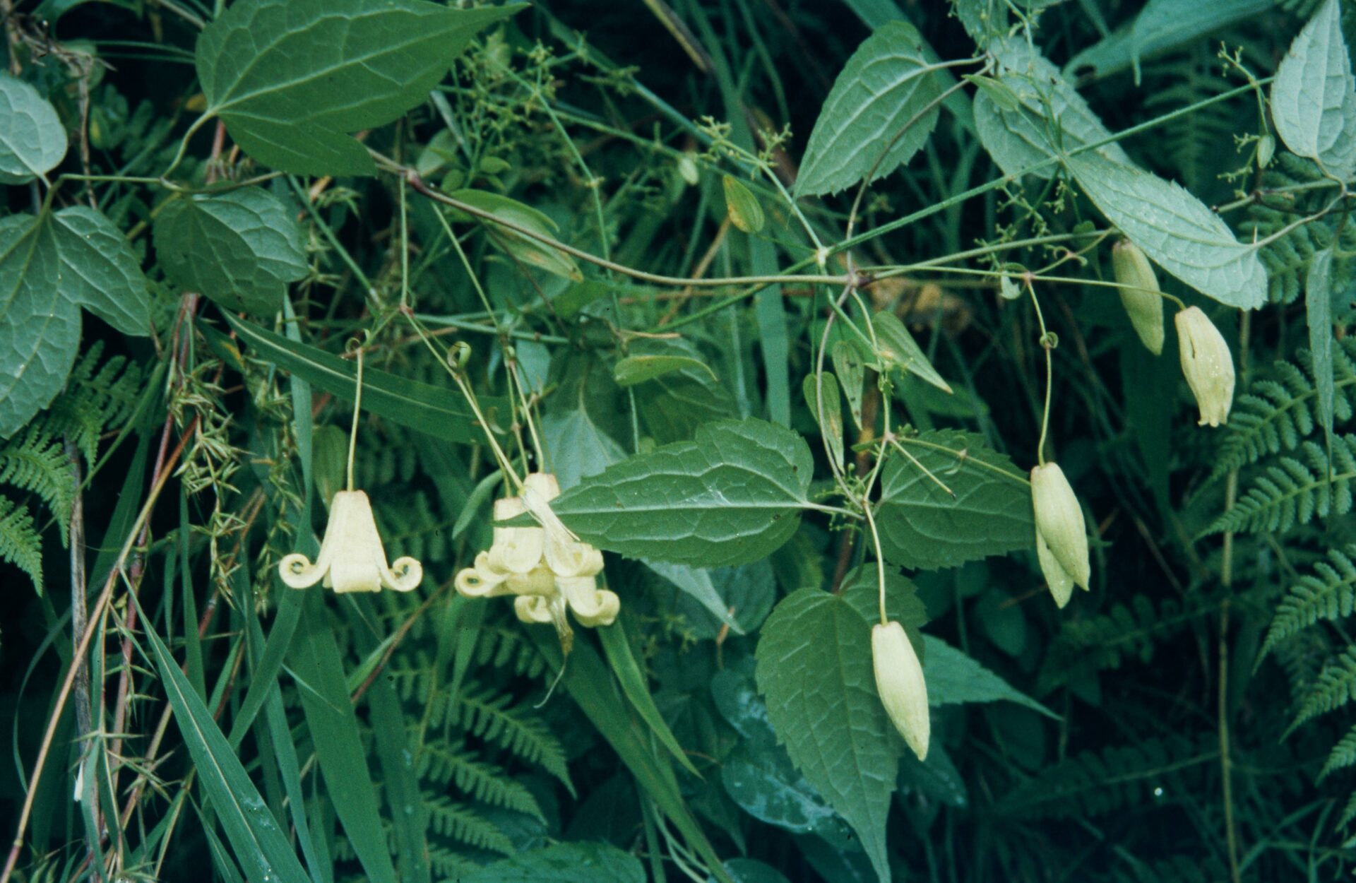 Clematis acuminata — Ranunculaceae