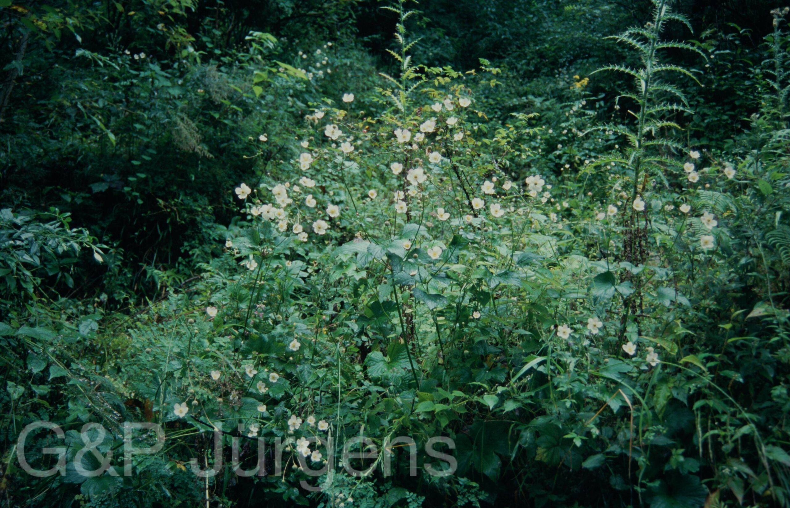 Garw 2005 255 ergebnis scaled