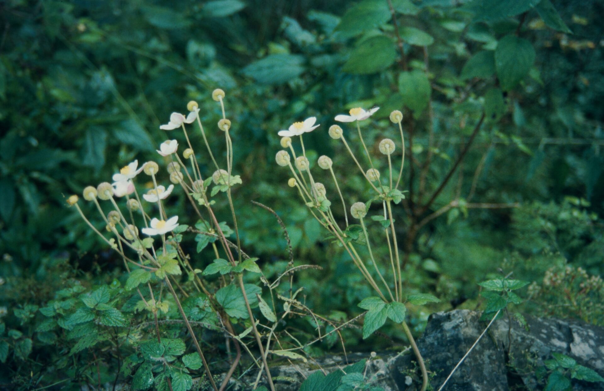 Eriocapitella vitifolia — Ranunculaceae