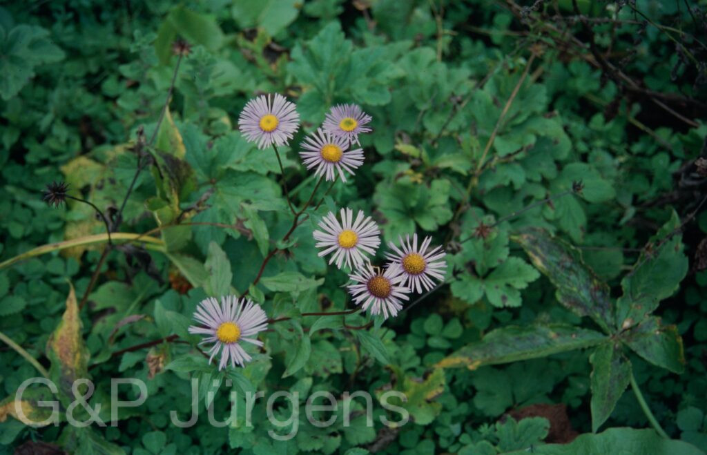 Garw 2005 25 ergebnis ergebnis