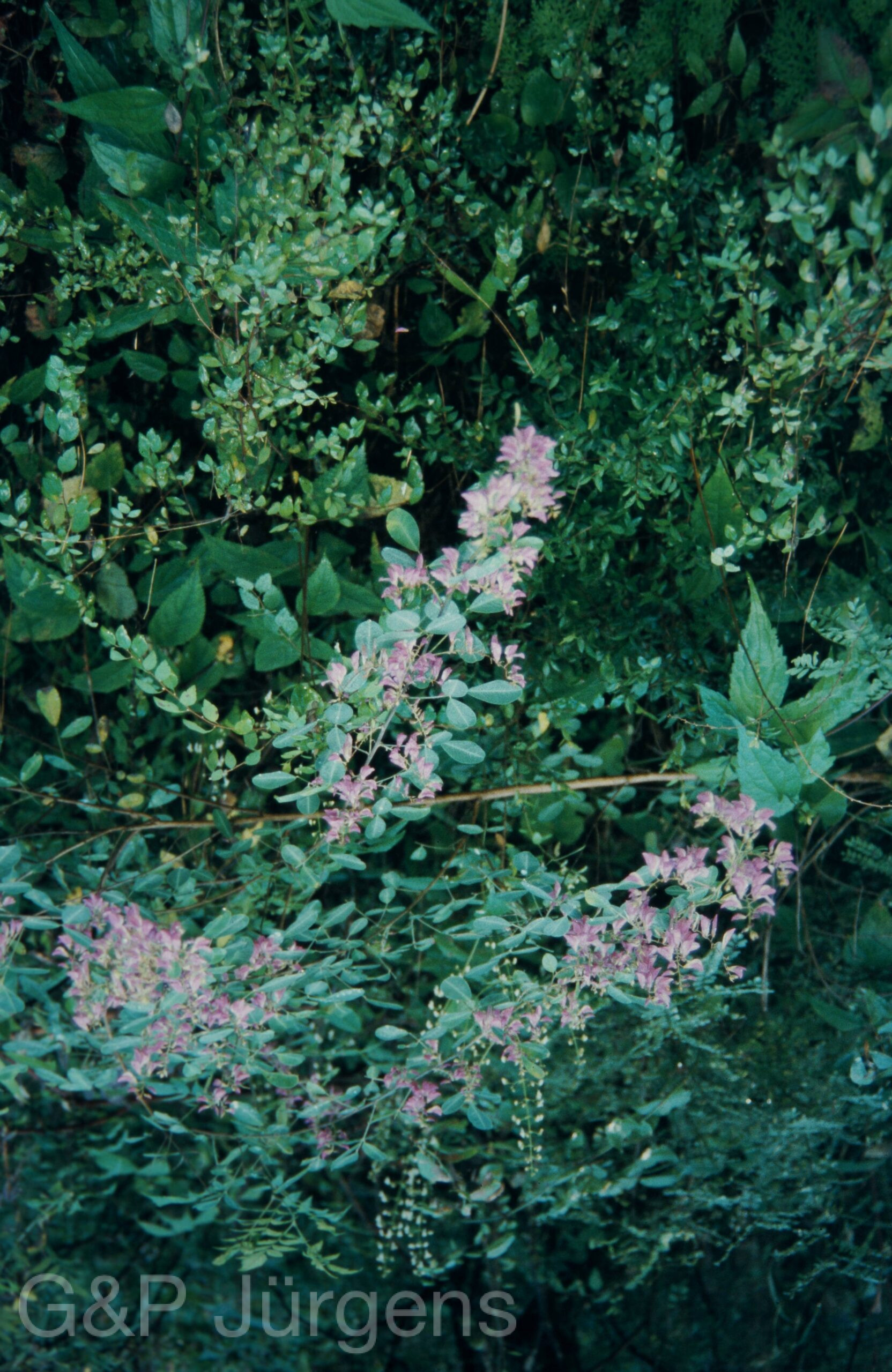 Garw 2005 262 ergebnis scaled