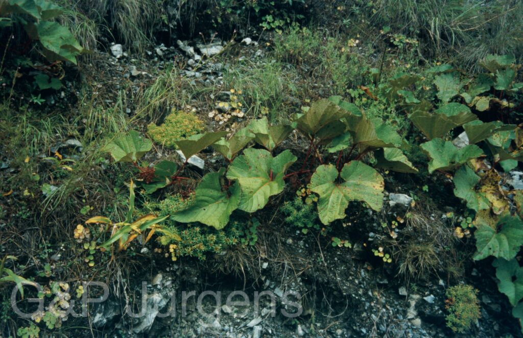 Garw 2005 268 ergebnis