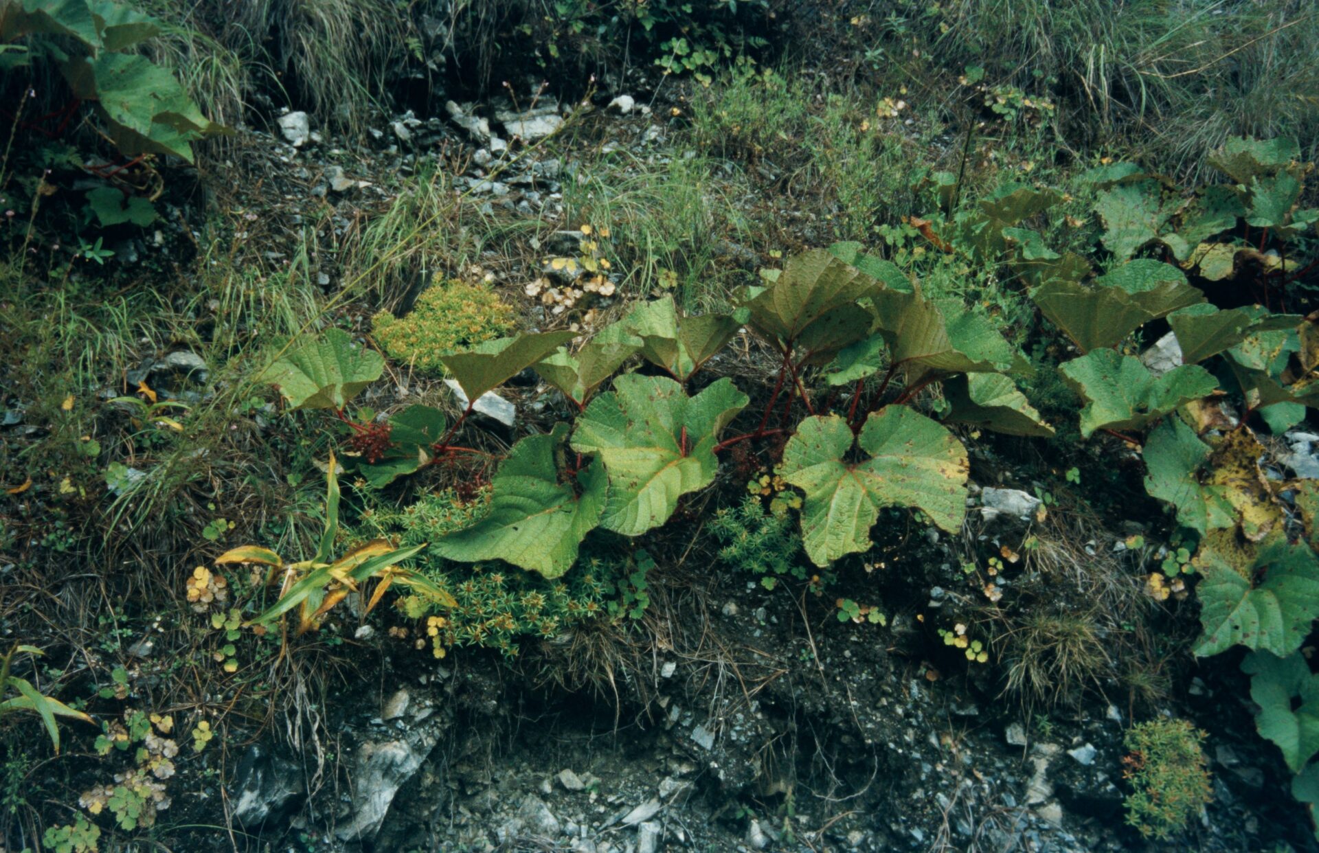 Ampelocissus rugosa — Vitaceae
