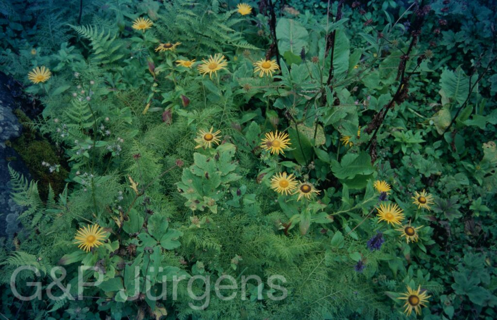 Garw 2005 26 ergebnis ergebnis