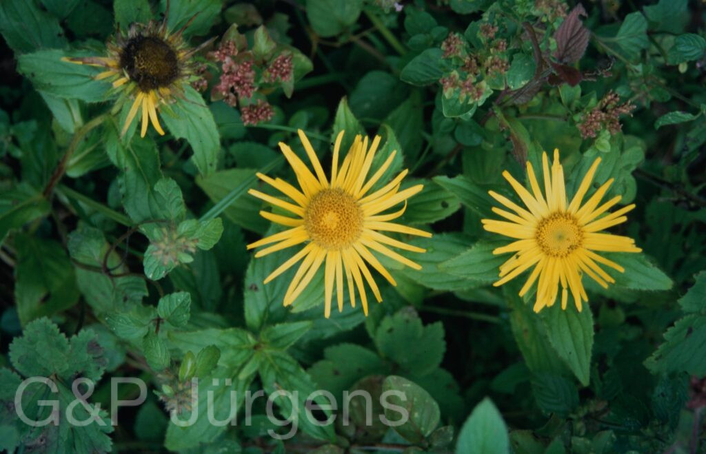 Garw 2005 27 ergebnis ergebnis