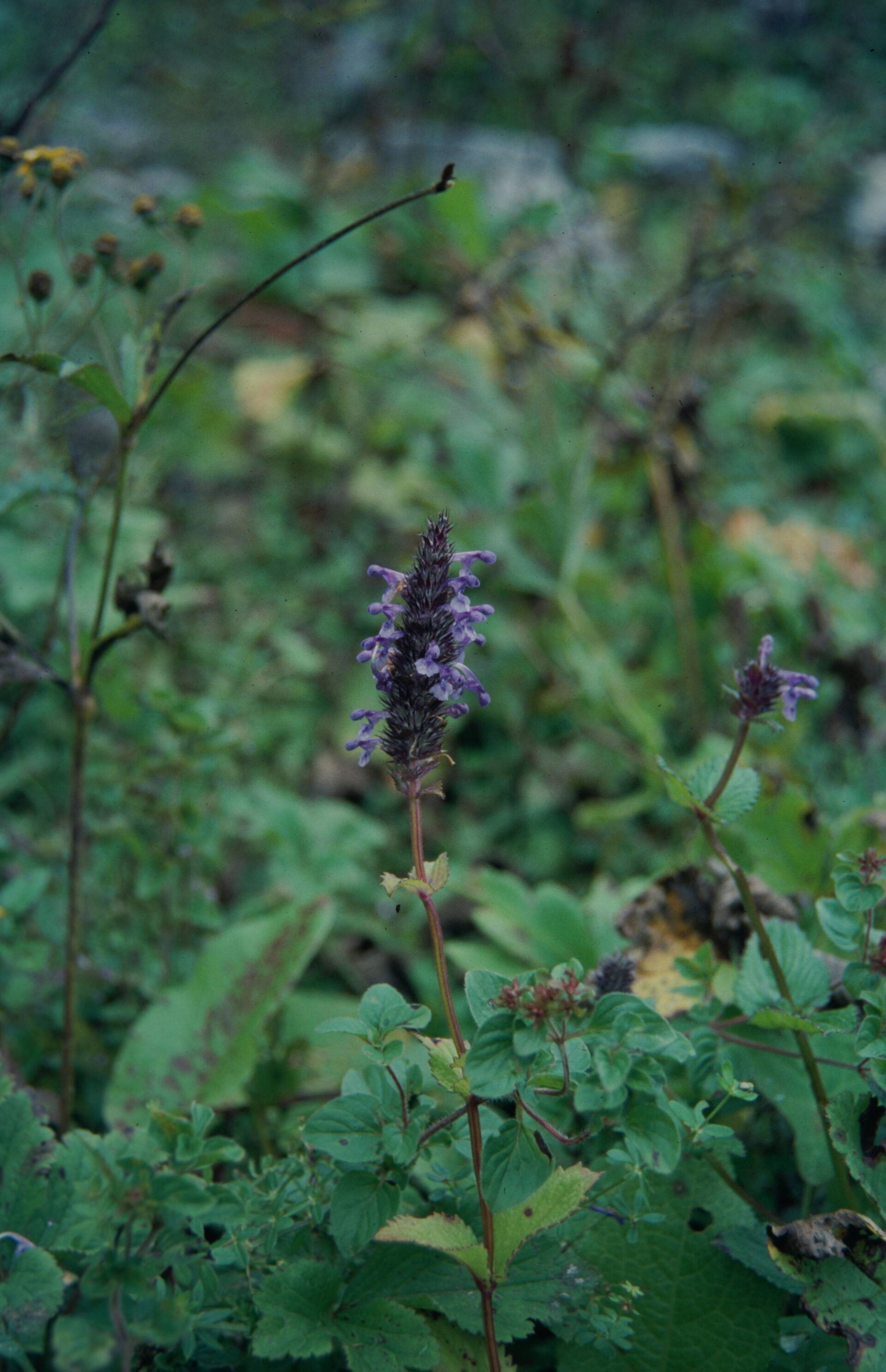 Nepeta laevigata — Lamiaceae