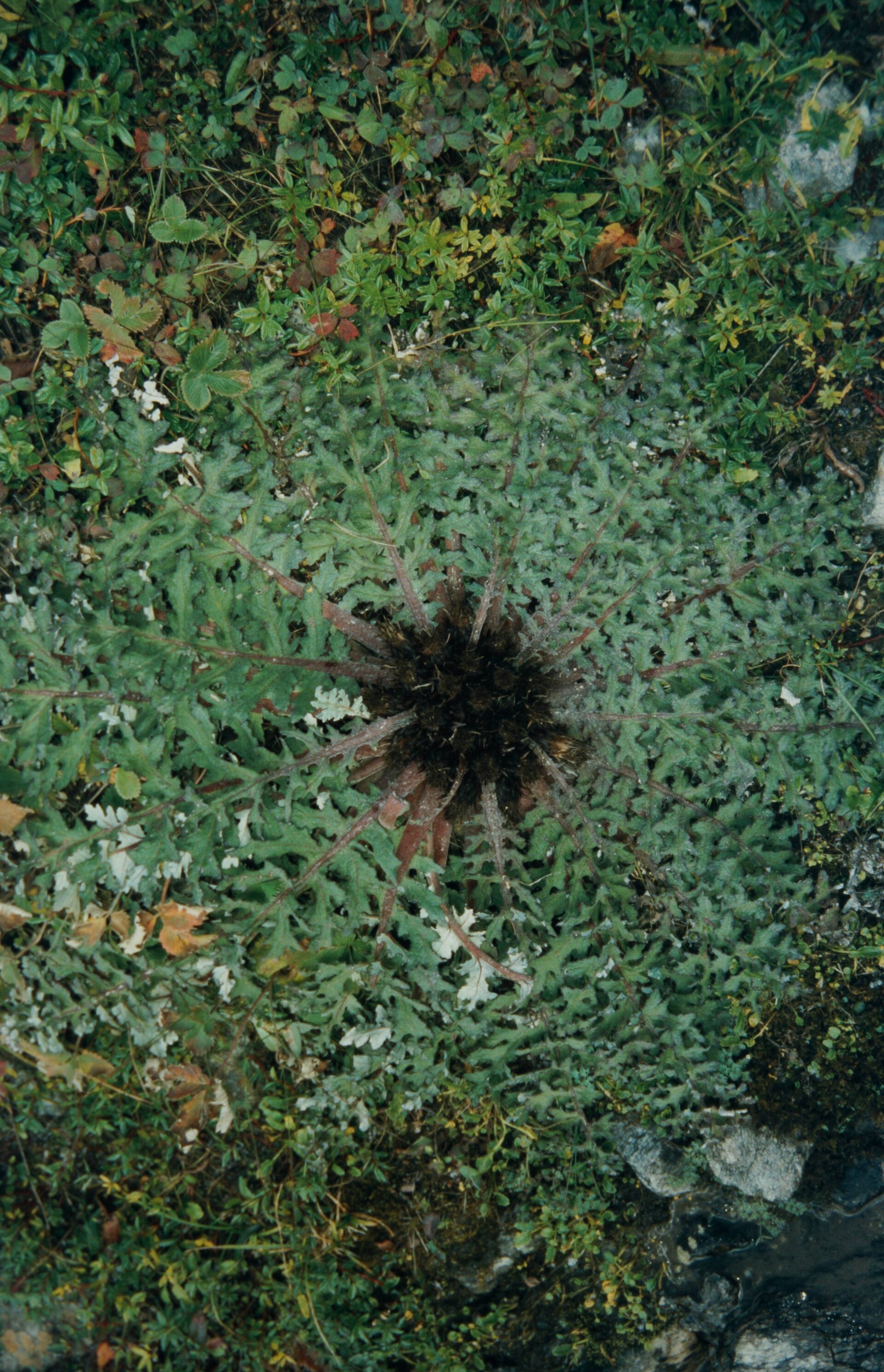 Dolomiaea macrocephala — Asteraceae